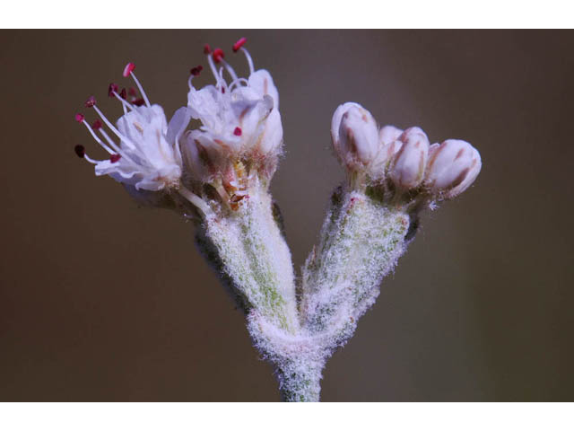Eriogonum nudum var. oblongifolium (Naked buckwheat) #53422