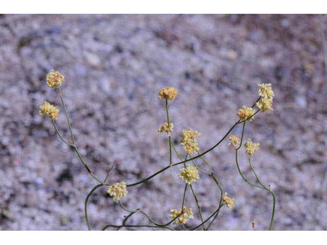 Eriogonum nudum var. oblongifolium (Naked buckwheat) #53426