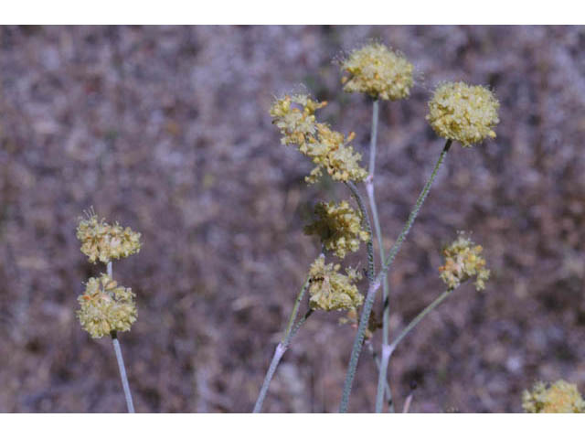 Eriogonum nudum var. oblongifolium (Naked buckwheat) #53427