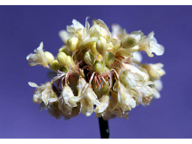 Eriogonum nudum var. oblongifolium (Naked buckwheat) #53430