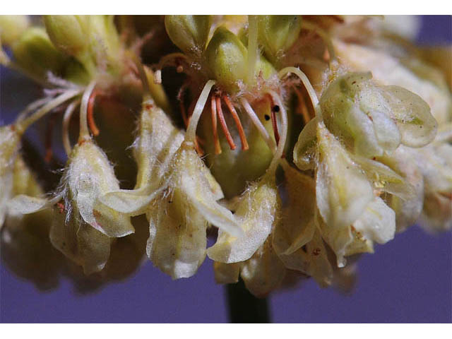 Eriogonum nudum var. oblongifolium (Naked buckwheat) #53431