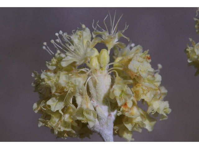 Eriogonum nudum var. oblongifolium (Naked buckwheat) #53432