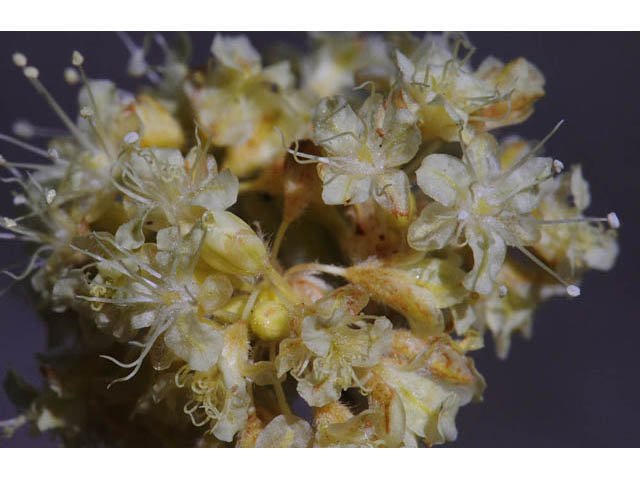 Eriogonum nudum var. oblongifolium (Naked buckwheat) #53434