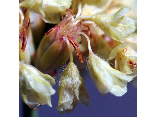 Eriogonum nudum var. oblongifolium (Naked buckwheat) #53437