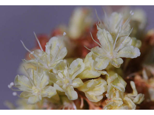 Eriogonum nudum var. oblongifolium (Naked buckwheat) #53438