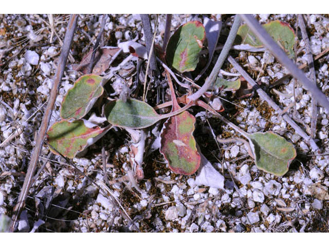 Eriogonum nudum var. oblongifolium (Naked buckwheat) #53441