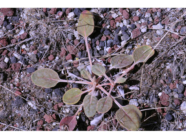 Eriogonum nudum var. oblongifolium (Naked buckwheat) #53442