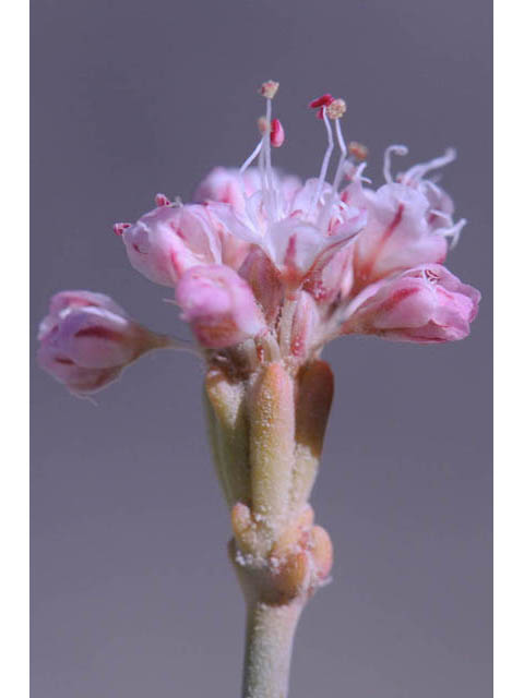 Eriogonum nudum var. oblongifolium (Naked buckwheat) #53449