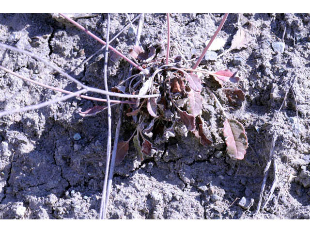 Eriogonum nudum var. oblongifolium (Naked buckwheat) #53452