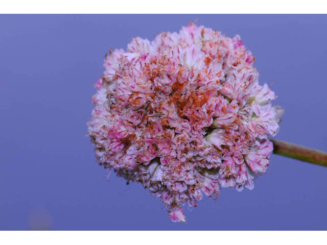 Eriogonum nudum var. paralinum (Del norte buckwheat) #53463