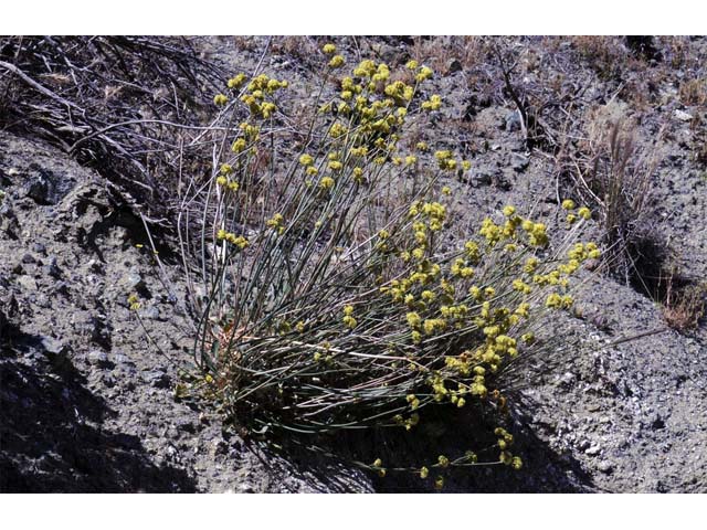 Eriogonum nudum var. westonii (Weston's buckwheat) #53470