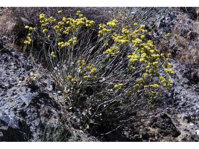 Eriogonum nudum var. westonii (Weston's buckwheat) #53471