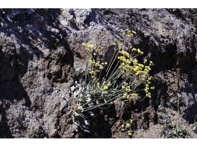 Eriogonum nudum var. westonii (Weston's buckwheat) #53473