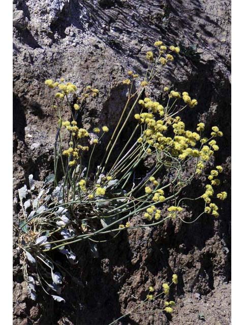Eriogonum nudum var. westonii (Weston's buckwheat) #53474