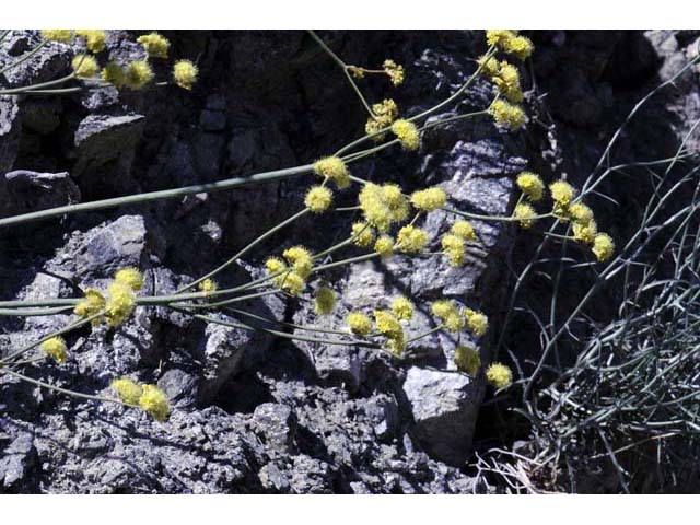 Eriogonum nudum var. westonii (Weston's buckwheat) #53475