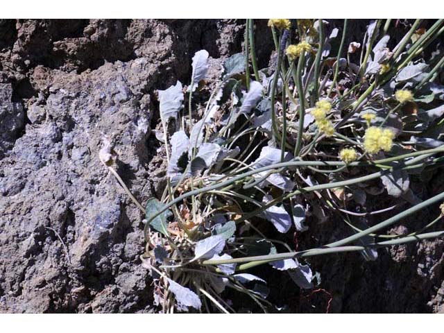 Eriogonum nudum var. westonii (Weston's buckwheat) #53476