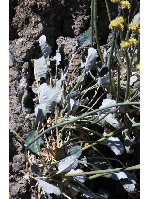 Eriogonum nudum var. westonii (Weston's buckwheat) #53477