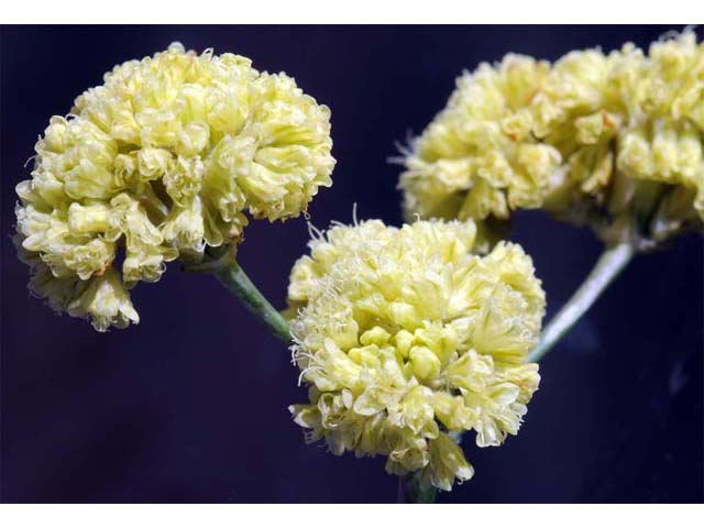 Eriogonum nudum var. westonii (Weston's buckwheat) #53480