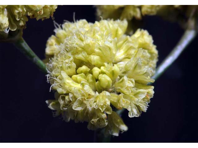 Eriogonum nudum var. westonii (Weston's buckwheat) #53481