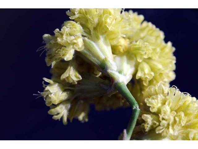 Eriogonum nudum var. westonii (Weston's buckwheat) #53486