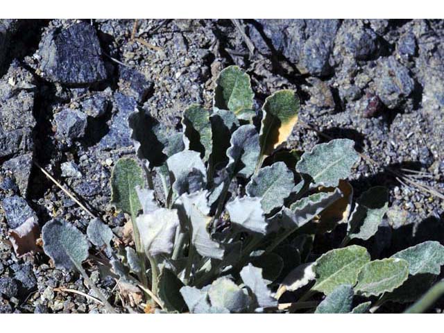 Eriogonum nudum var. westonii (Weston's buckwheat) #53487