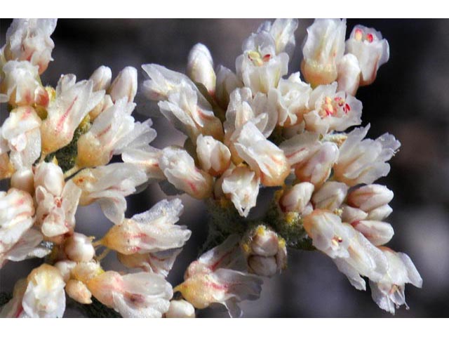 Eriogonum nummulare (Money buckwheat) #53498