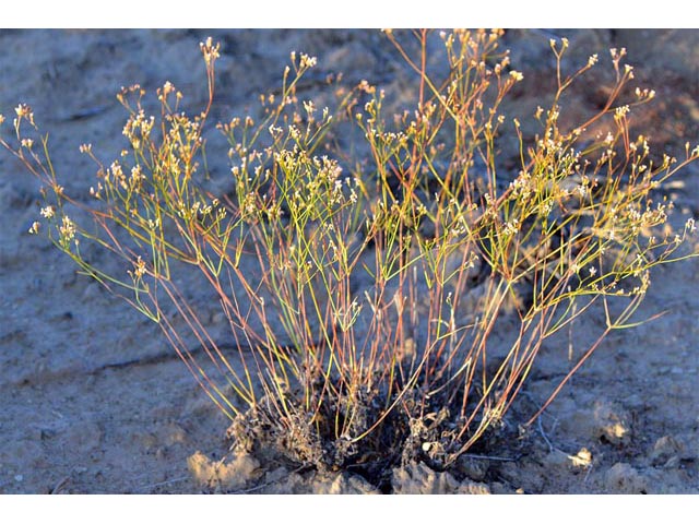 Eriogonum ostlundii (Elsinore buckwheat) #53538