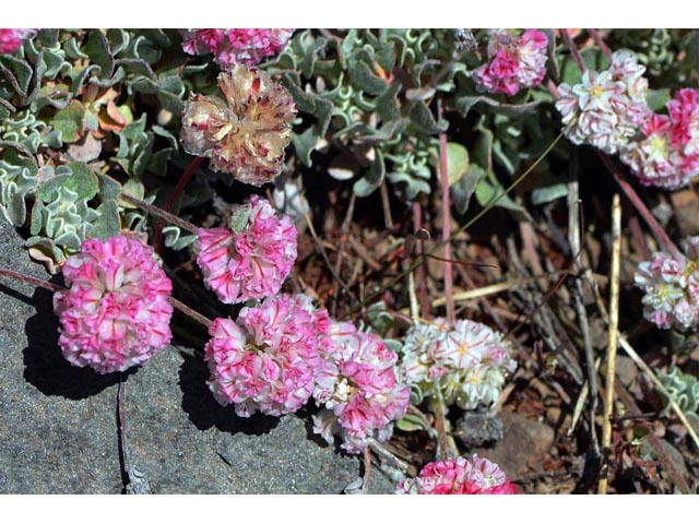 Eriogonum ovalifolium var. rubidum (Steens mountain cushion buckwheat) #53650