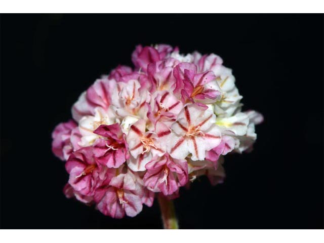 Eriogonum ovalifolium var. rubidum (Steens mountain cushion buckwheat) #53656