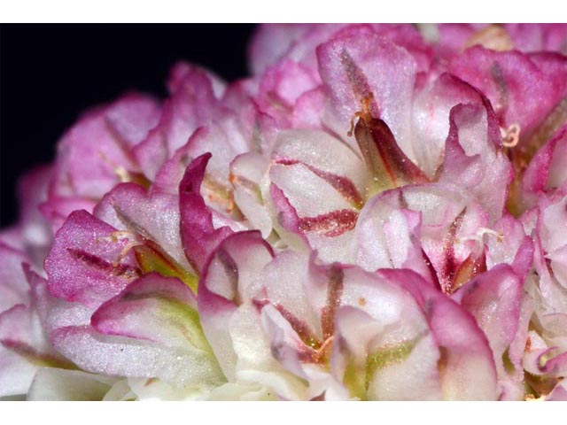 Eriogonum ovalifolium var. rubidum (Steens mountain cushion buckwheat) #53667