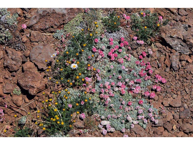 Eriogonum ovalifolium var. rubidum (Steens mountain cushion buckwheat) #53672