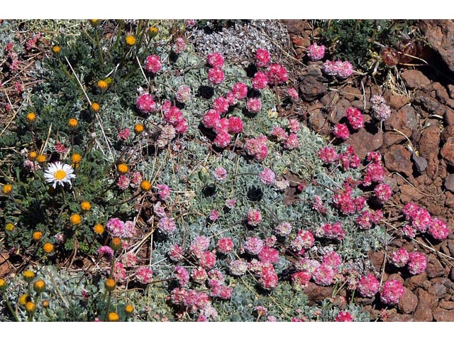 Eriogonum ovalifolium var. rubidum (Steens mountain cushion buckwheat) #53673