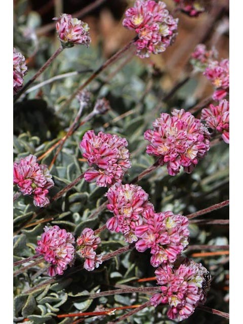 Eriogonum ovalifolium var. rubidum (Steens mountain cushion buckwheat) #53677