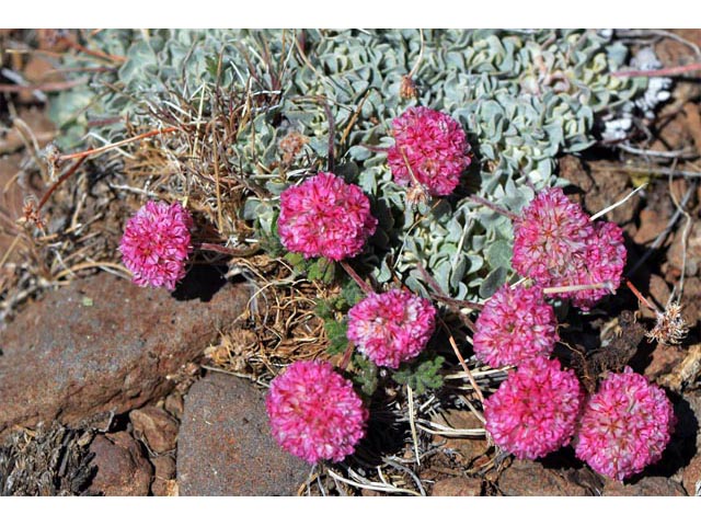 Eriogonum ovalifolium var. rubidum (Steens mountain cushion buckwheat) #53680