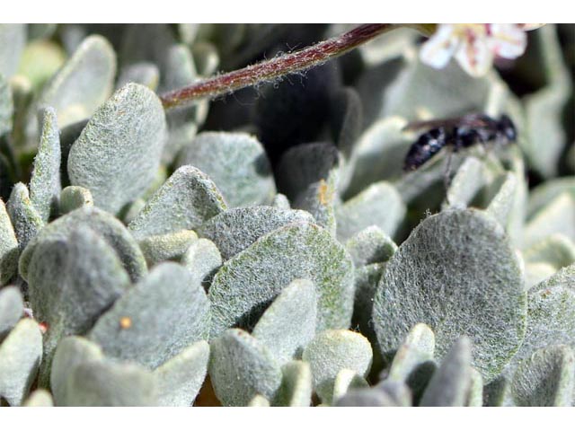 Eriogonum ovalifolium var. rubidum (Steens mountain cushion buckwheat) #53684