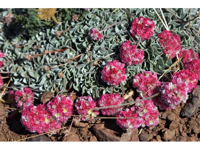 Eriogonum ovalifolium var. rubidum (Steens mountain cushion buckwheat) #53687
