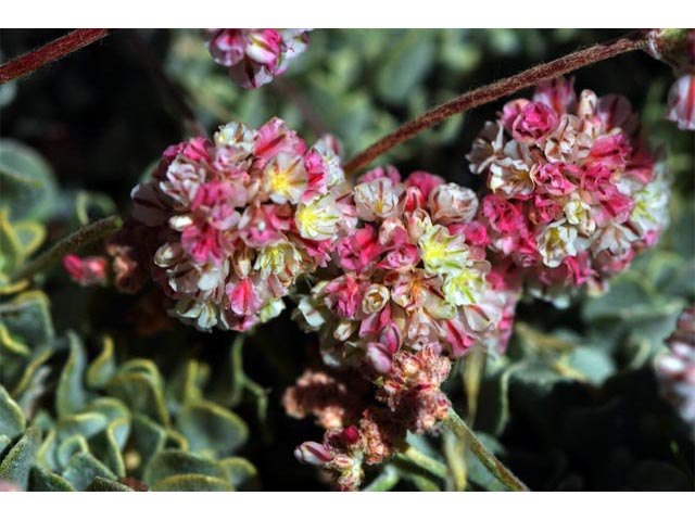 Eriogonum ovalifolium var. rubidum (Steens mountain cushion buckwheat) #53690