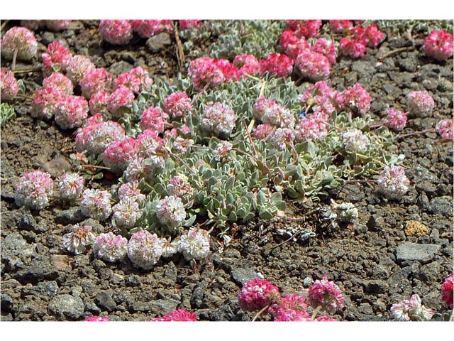 Eriogonum ovalifolium var. rubidum (Steens mountain cushion buckwheat) #53701