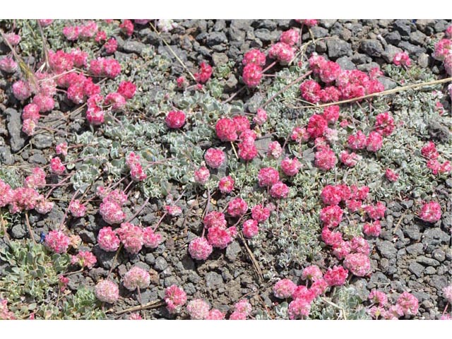 Eriogonum ovalifolium var. rubidum (Steens mountain cushion buckwheat) #53703