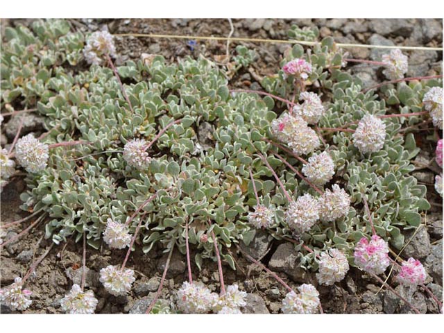 Eriogonum ovalifolium var. rubidum (Steens mountain cushion buckwheat) #53707
