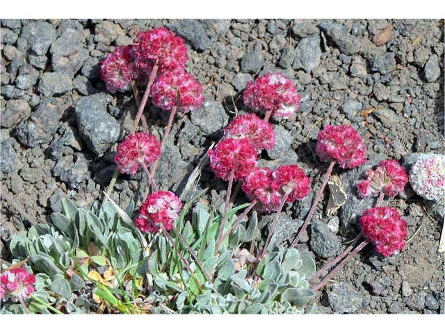 Eriogonum ovalifolium var. rubidum (Steens mountain cushion buckwheat) #53712
