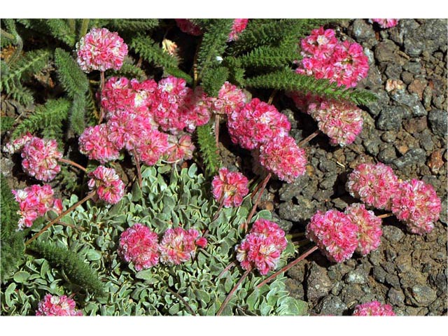 Eriogonum ovalifolium var. rubidum (Steens mountain cushion buckwheat) #53714