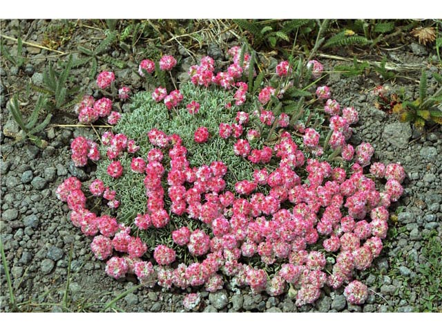 Eriogonum ovalifolium var. rubidum (Steens mountain cushion buckwheat) #53715