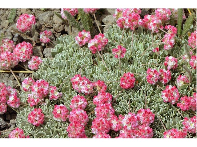 Eriogonum ovalifolium var. rubidum (Steens mountain cushion buckwheat) #53716