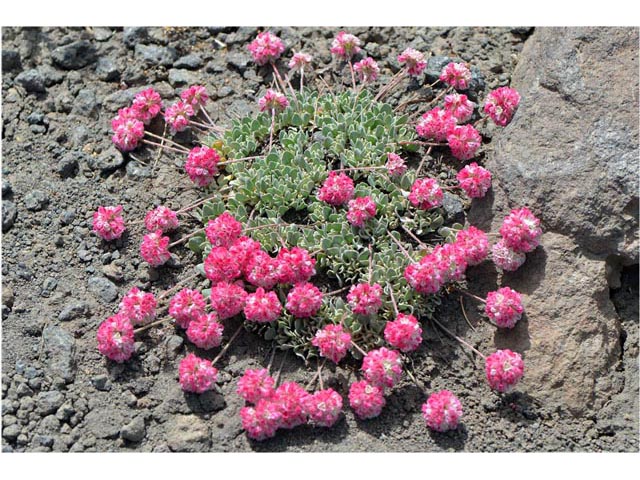 Eriogonum ovalifolium var. rubidum (Steens mountain cushion buckwheat) #53717