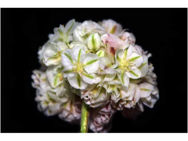 Eriogonum ovalifolium var. rubidum (Steens mountain cushion buckwheat) #53723