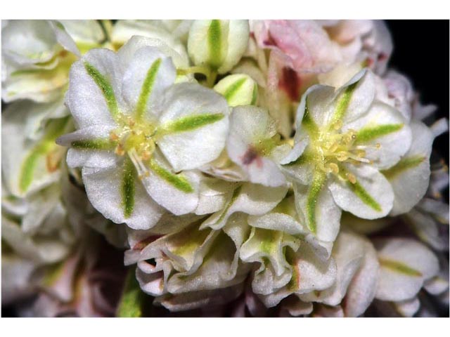 Eriogonum ovalifolium var. rubidum (Steens mountain cushion buckwheat) #53724