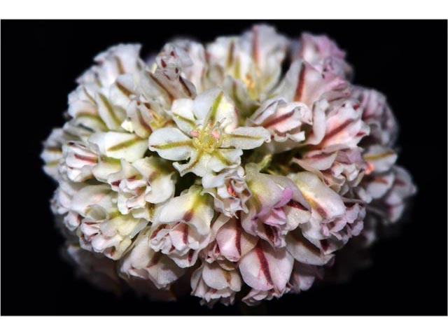 Eriogonum ovalifolium var. rubidum (Steens mountain cushion buckwheat) #53725
