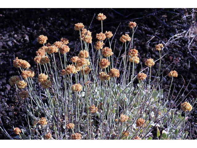 Eriogonum ovalifolium var. ovalifolium (Cushion buckwheat) #53732