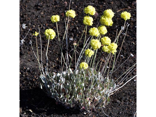 Eriogonum ovalifolium var. ovalifolium (Cushion buckwheat) #53744